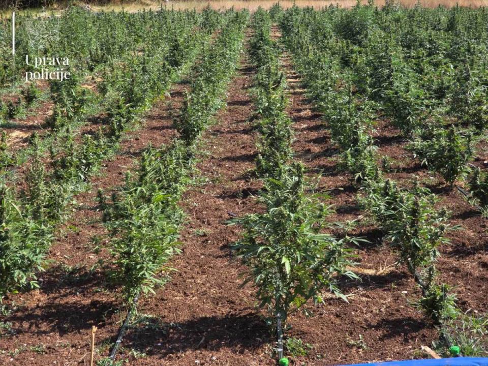 Najveća plantaža marihuane u Crnoj Gori  (1).jpg