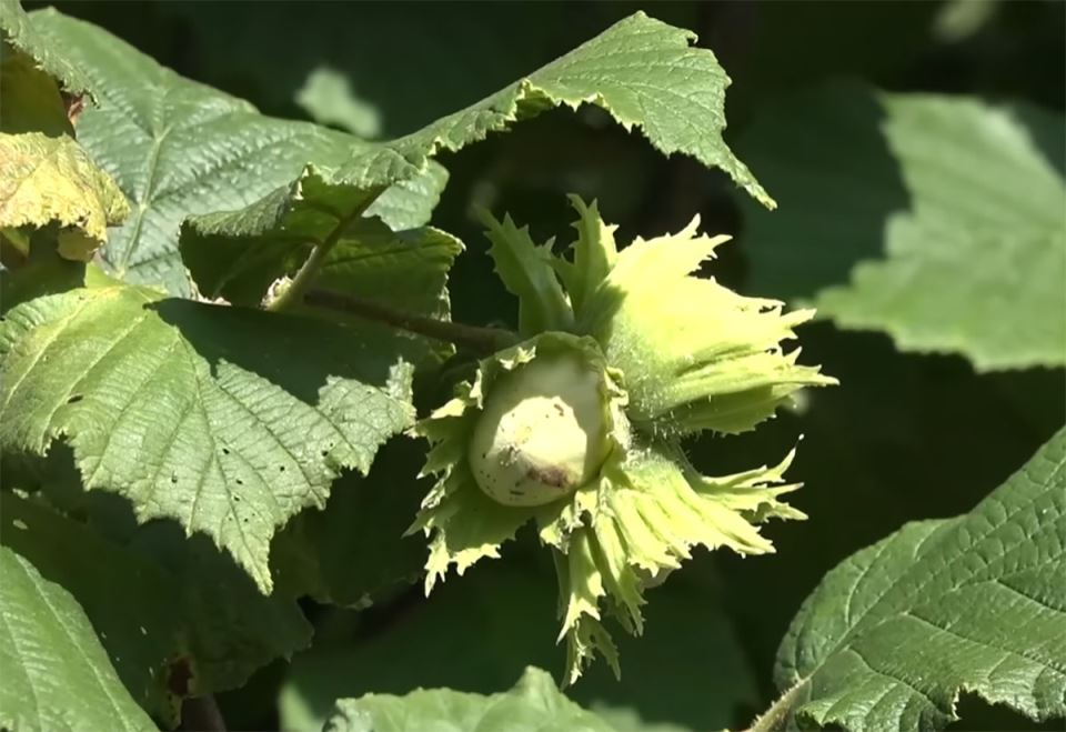 Zoranovi zasadi lešnika u Ivanjici (1).jpg