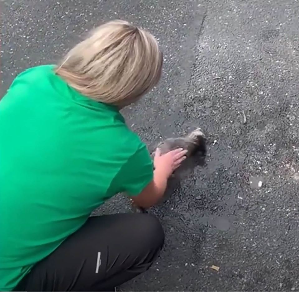 Žena spašava rakuna 3.jpg