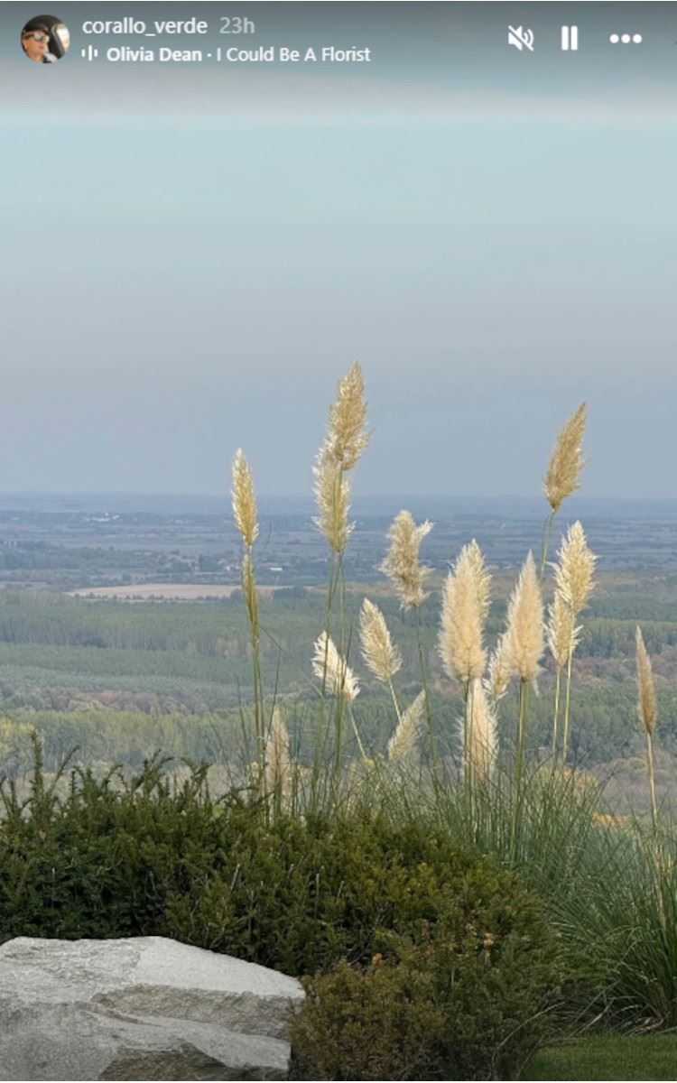 branka Nesvetić bašta