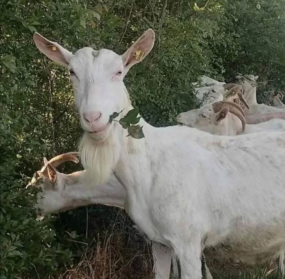 jelena ima farmu koza i pravi sir i mleko (8).jpg