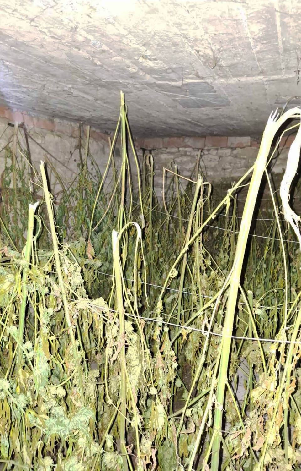 Zaplena droge (1).jpg