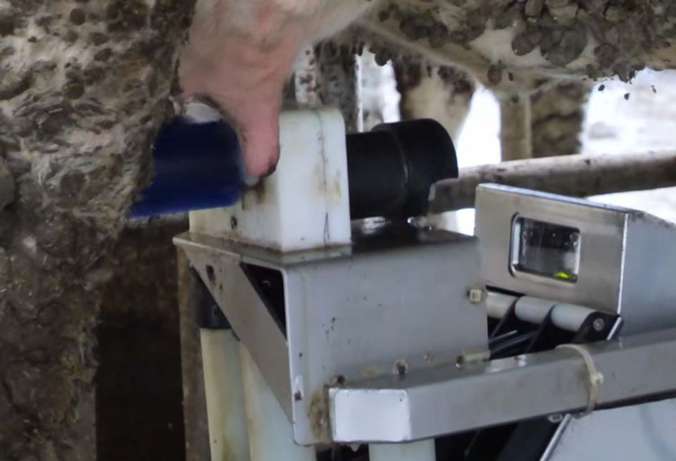 robot muze krave na Vlašiću 1.jpg