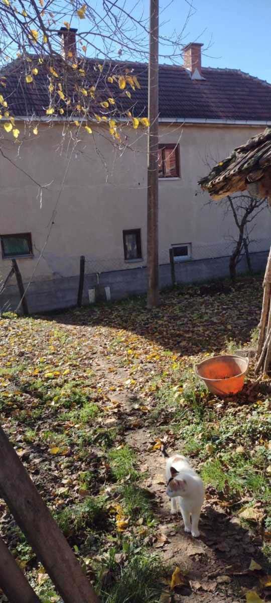 Ubistvo kod Babušnice, Babušnica, ubistvo