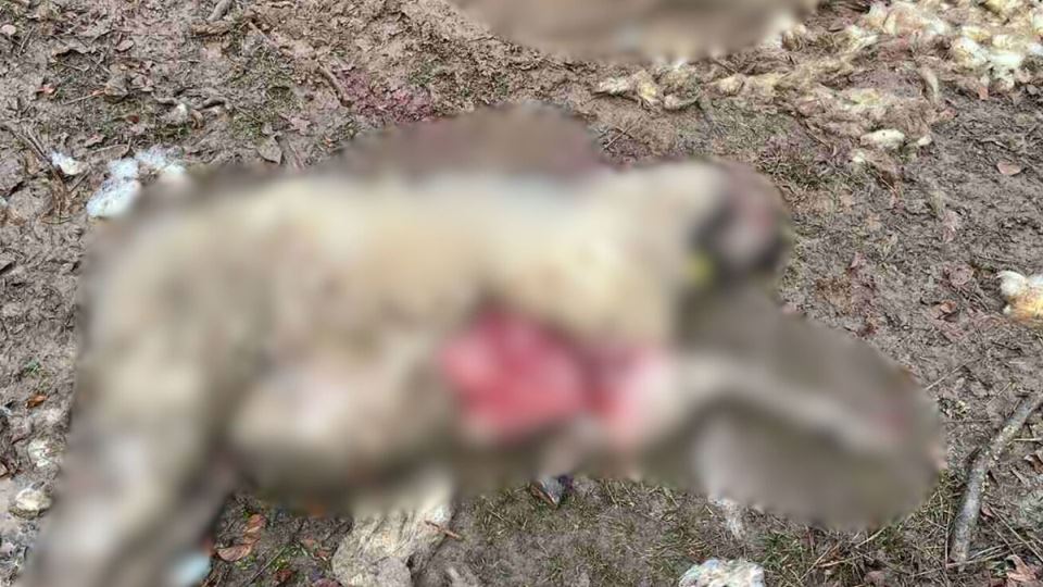 Zaklane ovce u Prijepolju (1).jpg