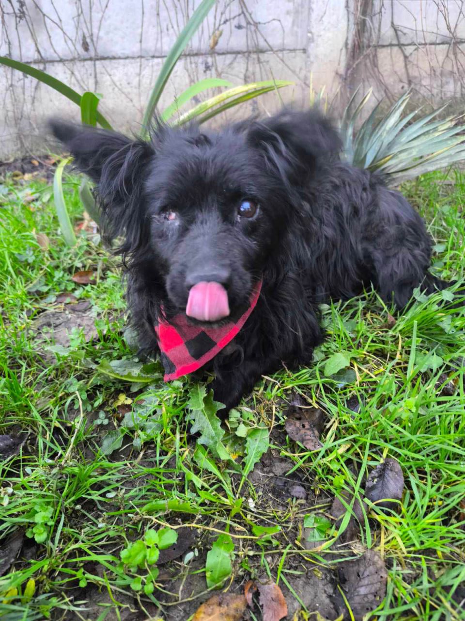 Udomljavanje napuštenih životinja (1).jpg