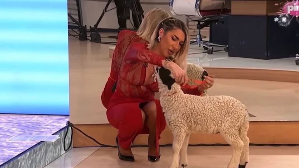 Jovana Jeremić uvela jagnje u studio (1).jpg