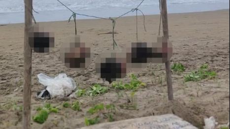 Glave na plaži (2).jpeg