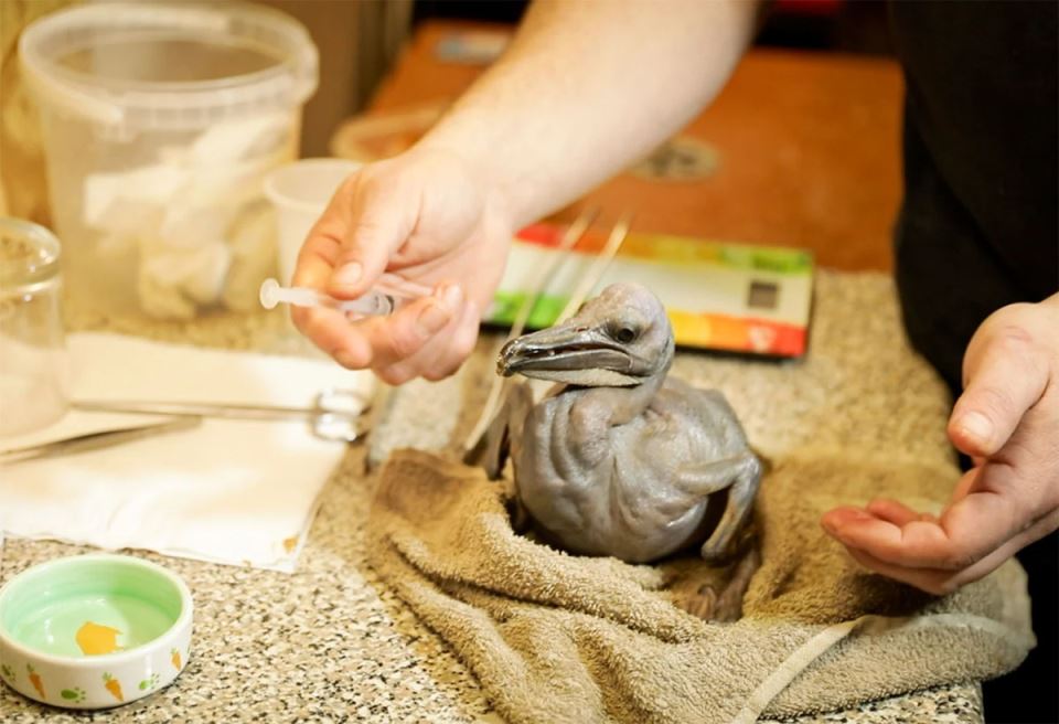 Prvi pelikan rođen posle tri decenije u Beo zoo vrtu (1).jpg