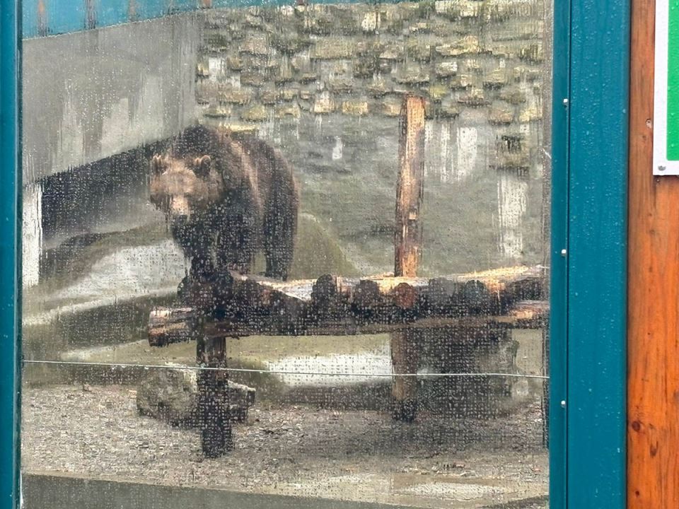 Izašao medved u Zoo vrtu (2).jpg