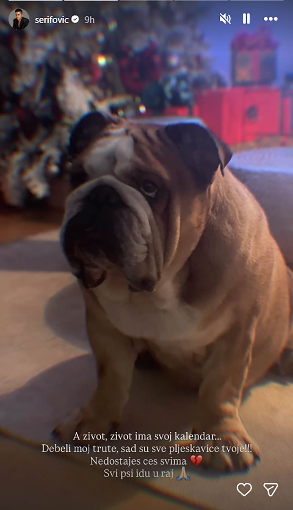 Marija Šerifović pas Hak preminuo (3).jpg