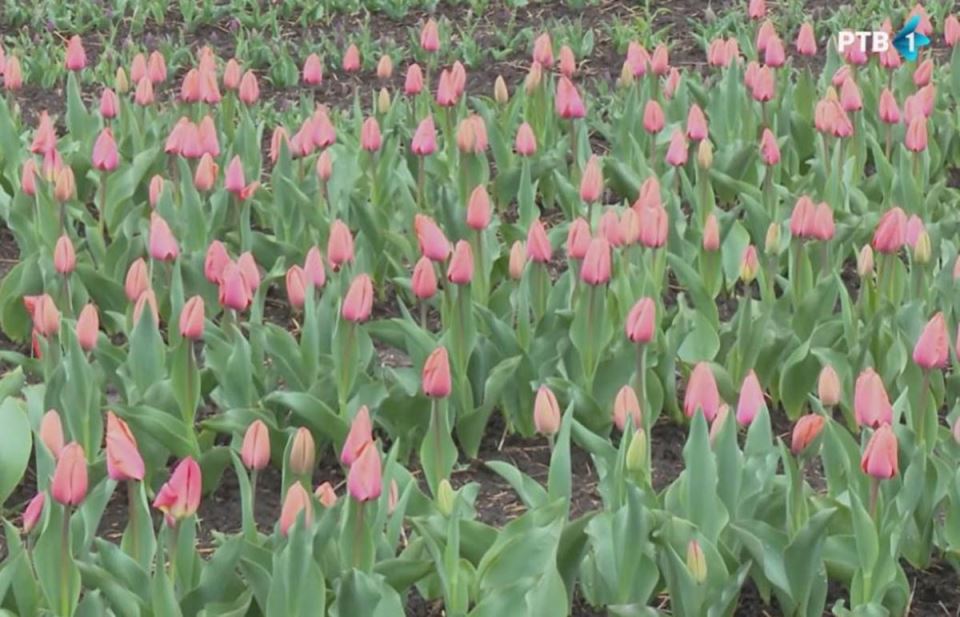 Hildino polje lala u Svetozaru Miletiću