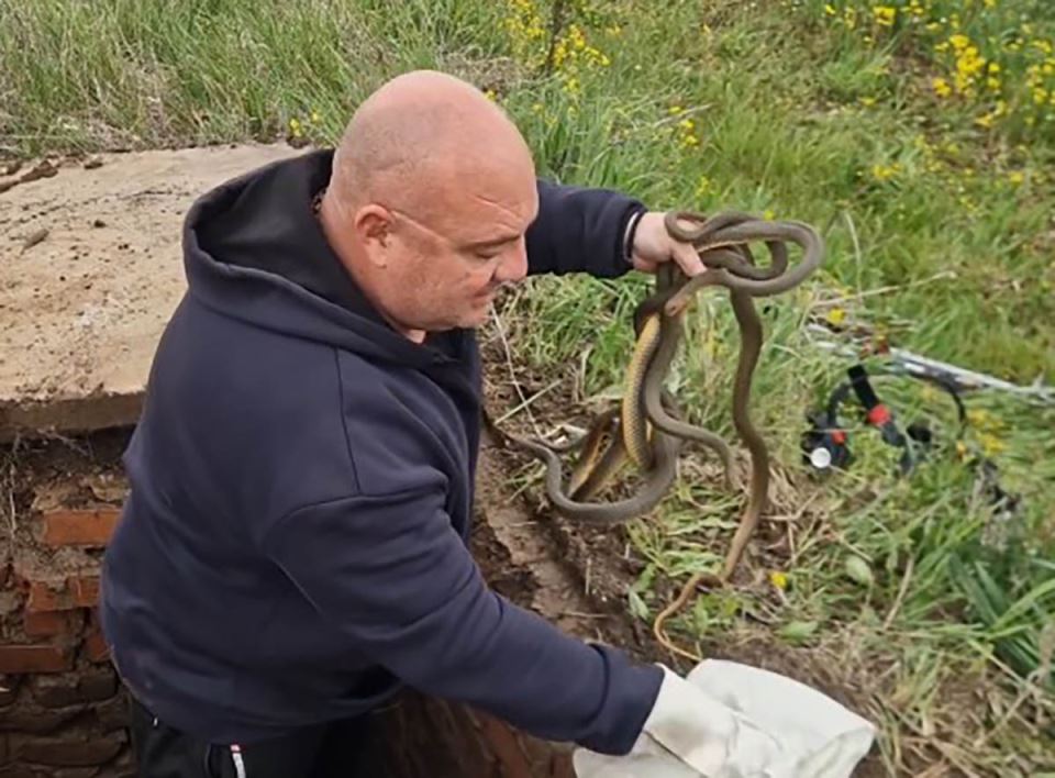 Vladica Stanković izvukao šest smukova iz šahte (1).jpg