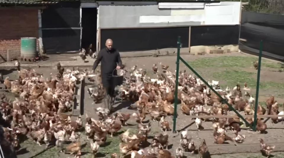 Nemanja iz Obrenovca biznis sa domaćim jajima (1).jpg