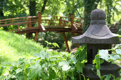Bonsai - istočnjačka umetnost u Beogradu