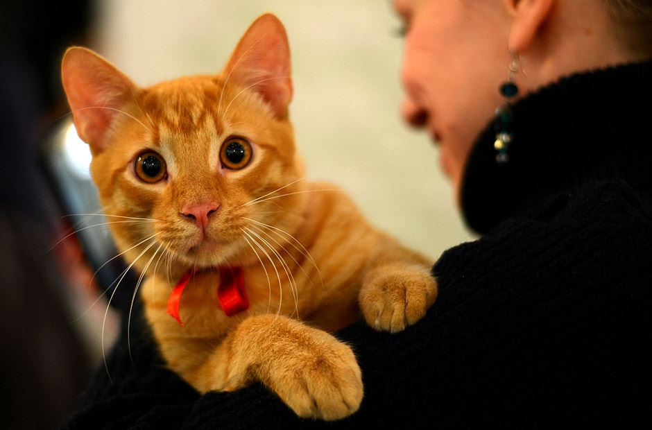 Muzika za mačke, životinje