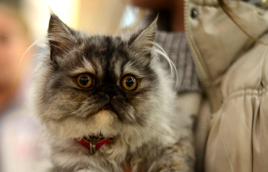 Zanimljivosti o mačkama, Svetski dan mačaka