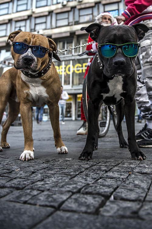 Psi nose naočare za sunce.