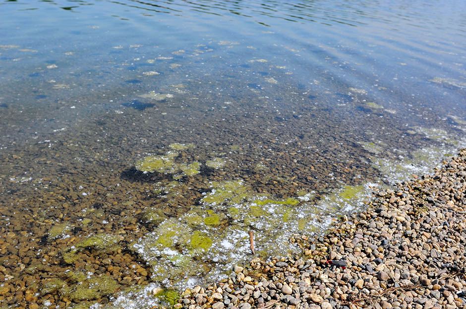 Zelena voda na Adi Ciganliji, zbog algi trave koja pluta po površini nema kupanja, samo sunčanje.