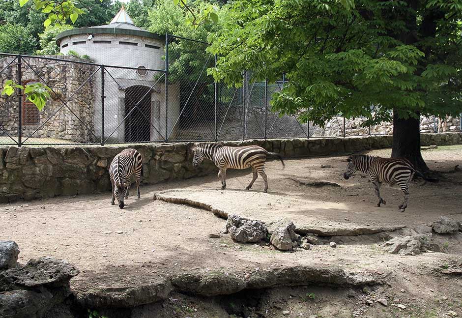Zebra na zebri, asfaltni mural ispred Beo zoo vrta.