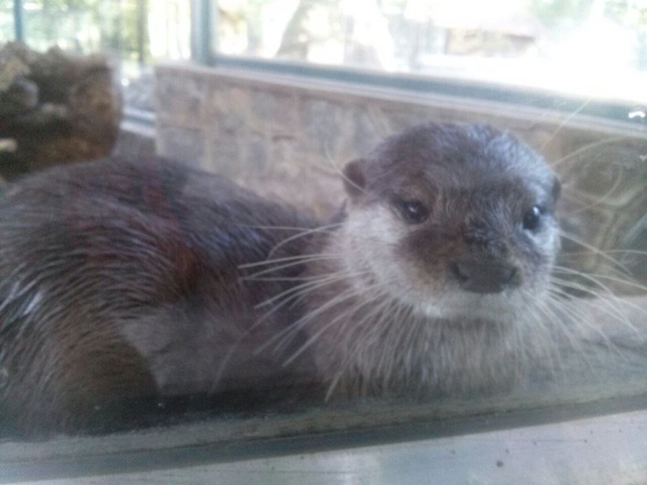 Bombardovanje Beograda 1941. godine - Zoološki vrt