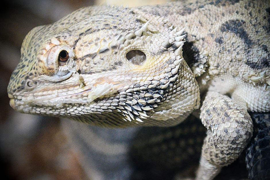 Javni Akvarijum i tropikarijum Beograd