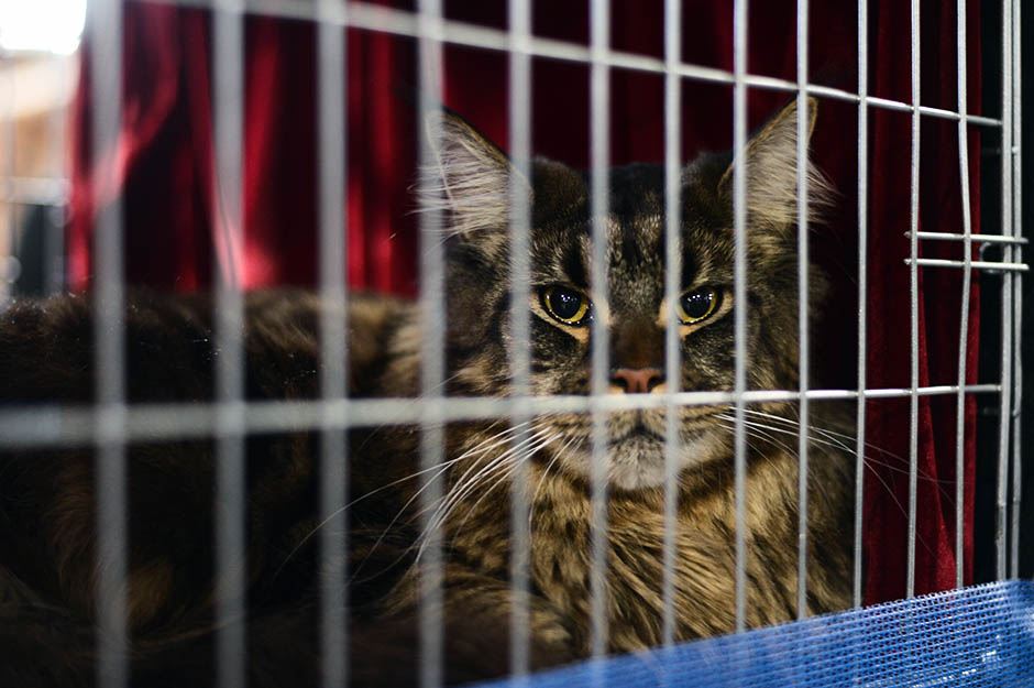 Mrnjau fest 2016. Dom Omladine Beograd FOTO