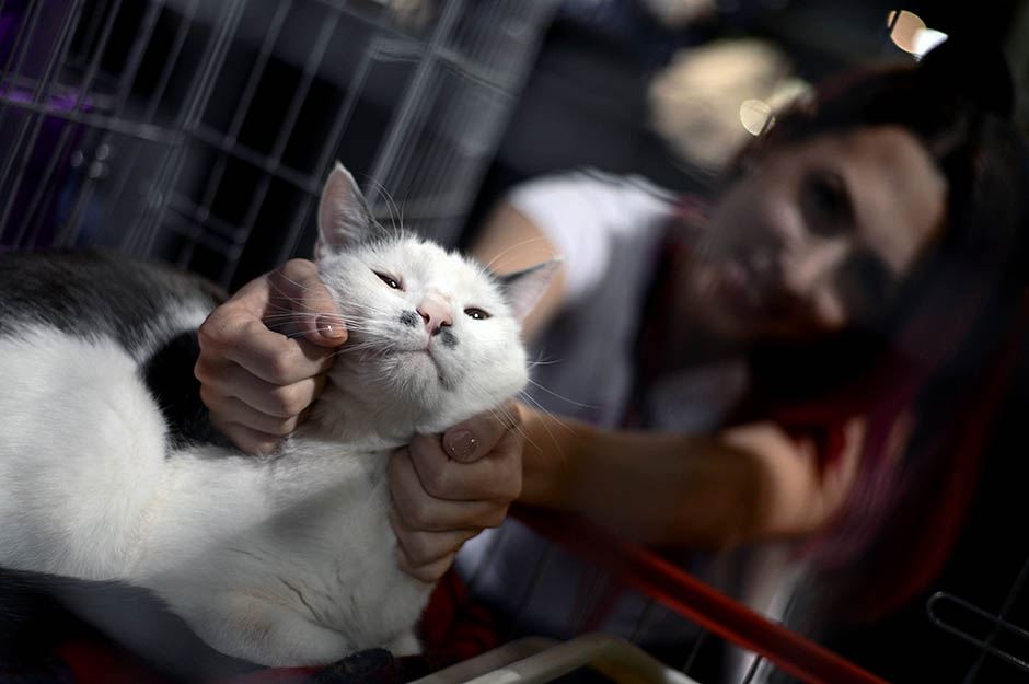 Mrnjau fest 2016. Dom Omladine Beograd FOTO