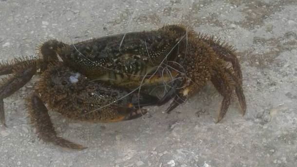Crna Gora Igala kraba zarobljena u monofil