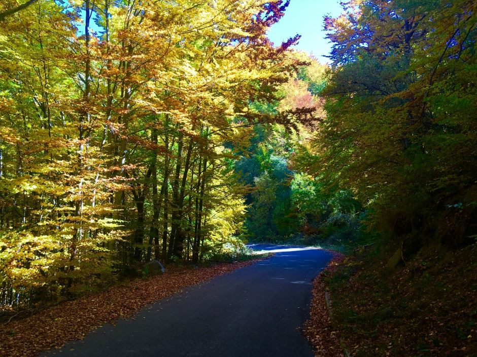 Kopaonik đubre na Kopaoniku