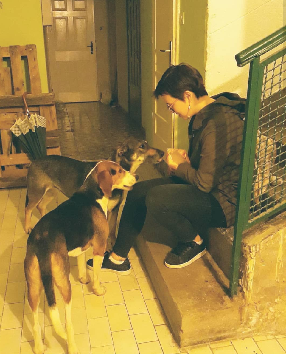 Nadležni ćute, a neko truje i vlasničke pse