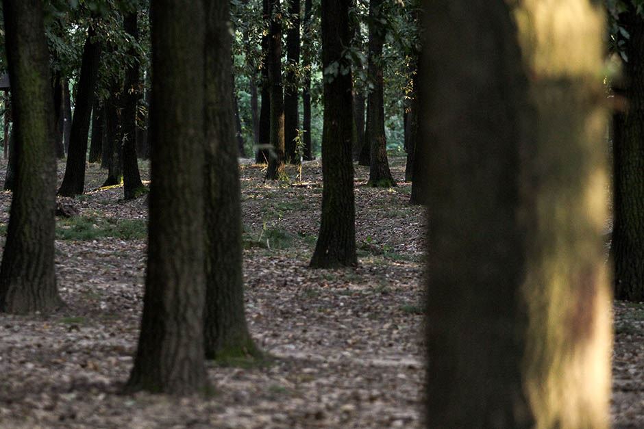 Miljakovac: Posečeno drveće u Miljakovačkoj šumi FOTO