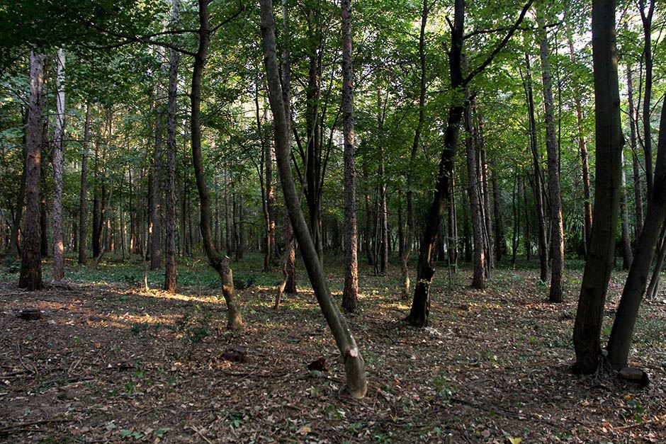 Miljakovac: Posečeno drveće u Miljakovačkoj šumi FOTO