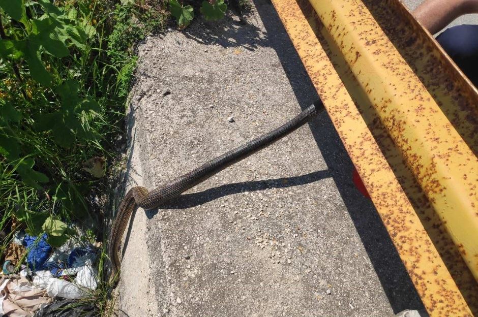 Zmiju od DVA metra našli u garaži! (FOTO)