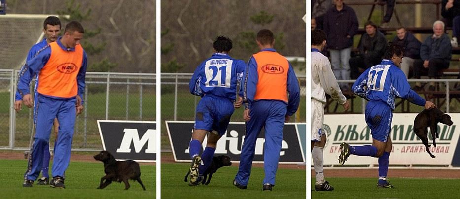 Psi koji vole fudbal, fotogalerija kućni ljubimci