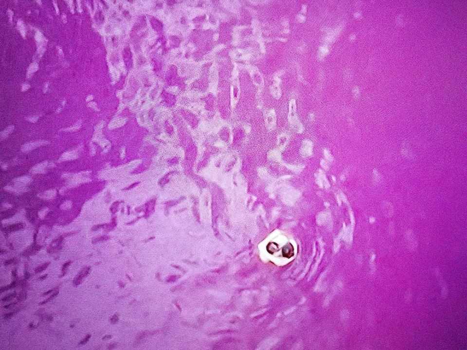 Roze jezero u Bačkoj