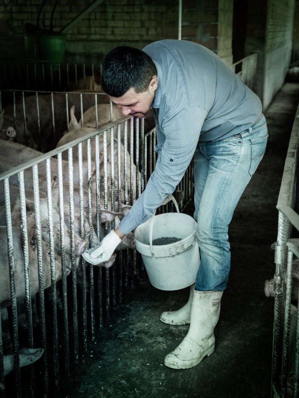 Virus srbija zemlja visokog rizika afrička kuga svinja