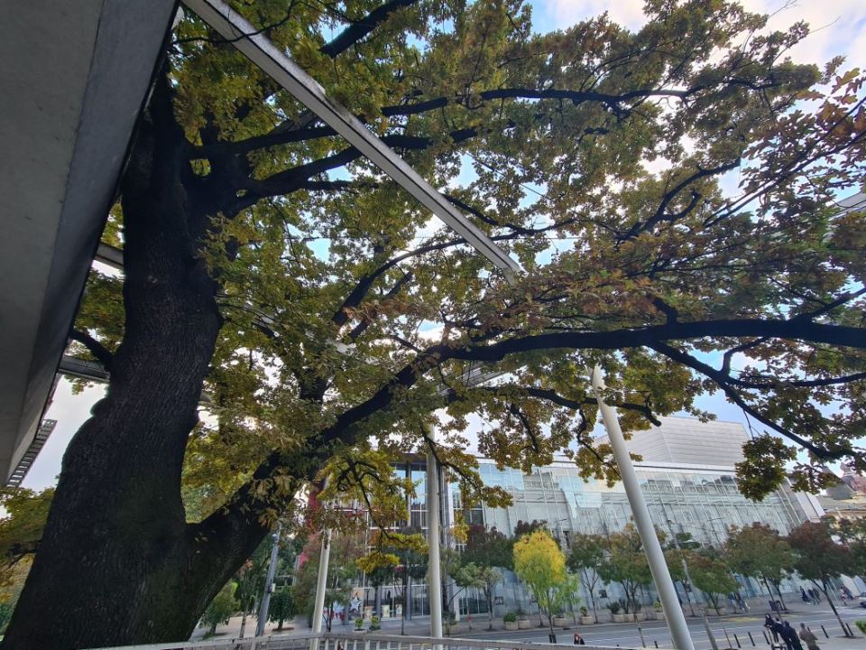Ovo je najstarije drvo u Beogradu