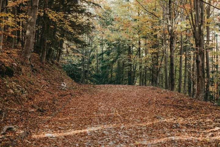 bobija ljubovija azbukovica