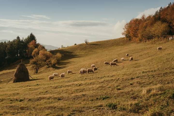 bobija ljubovija azbukovica