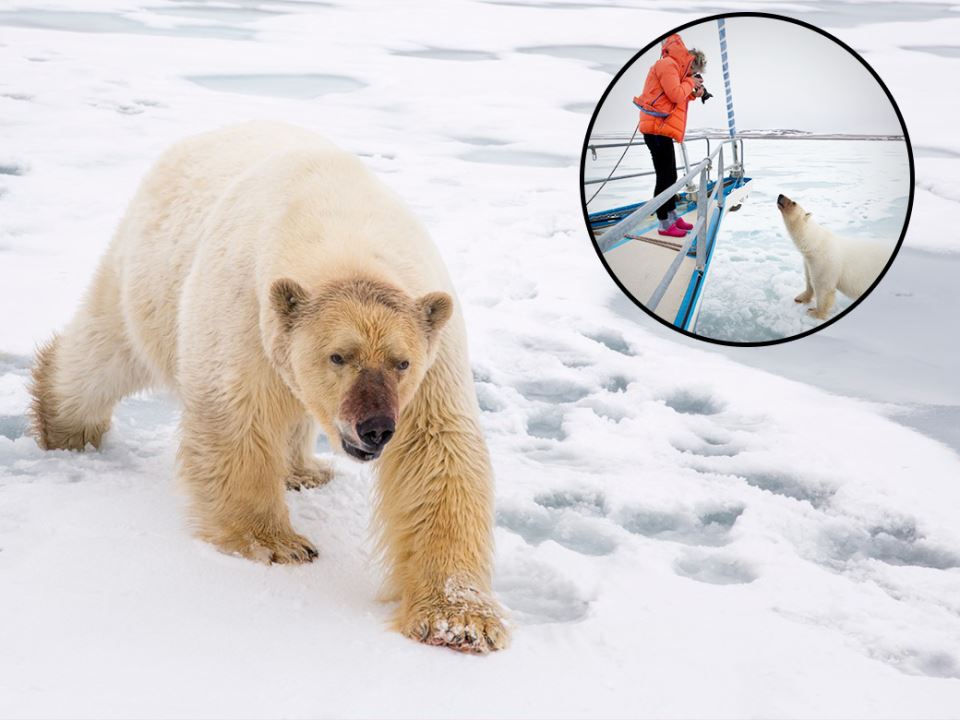 polarni beli medved arktik divlja životinja fotografije