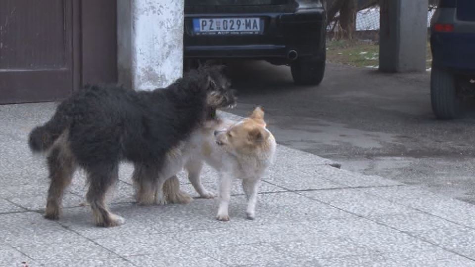 psi lutalice truju pse otrov za pse otrovni mamci pozega