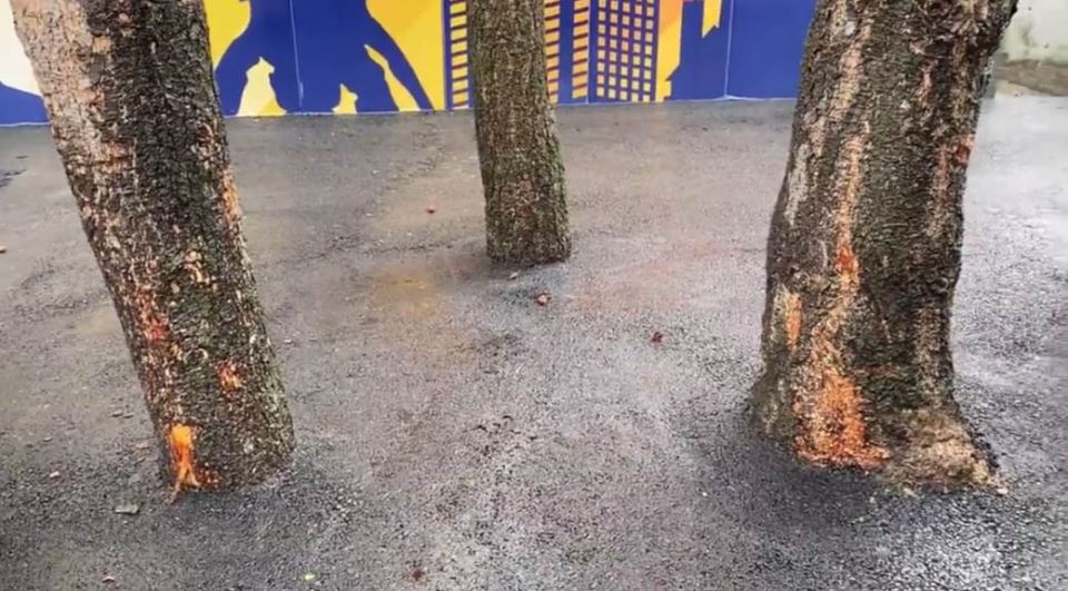 beograd miljakovac asfaltirali drvece foto