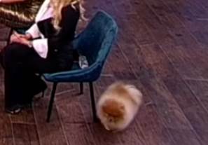 ana korac pas uneredio se amig sou foto