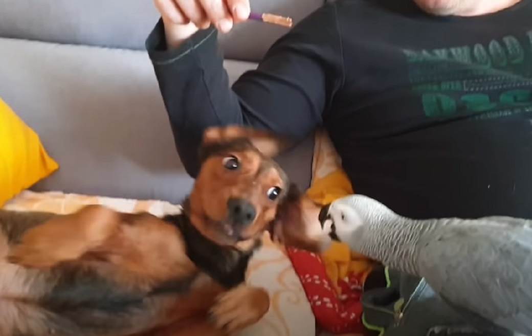 papagaj hugo split hrvatska hugo zako andrija gudelj video