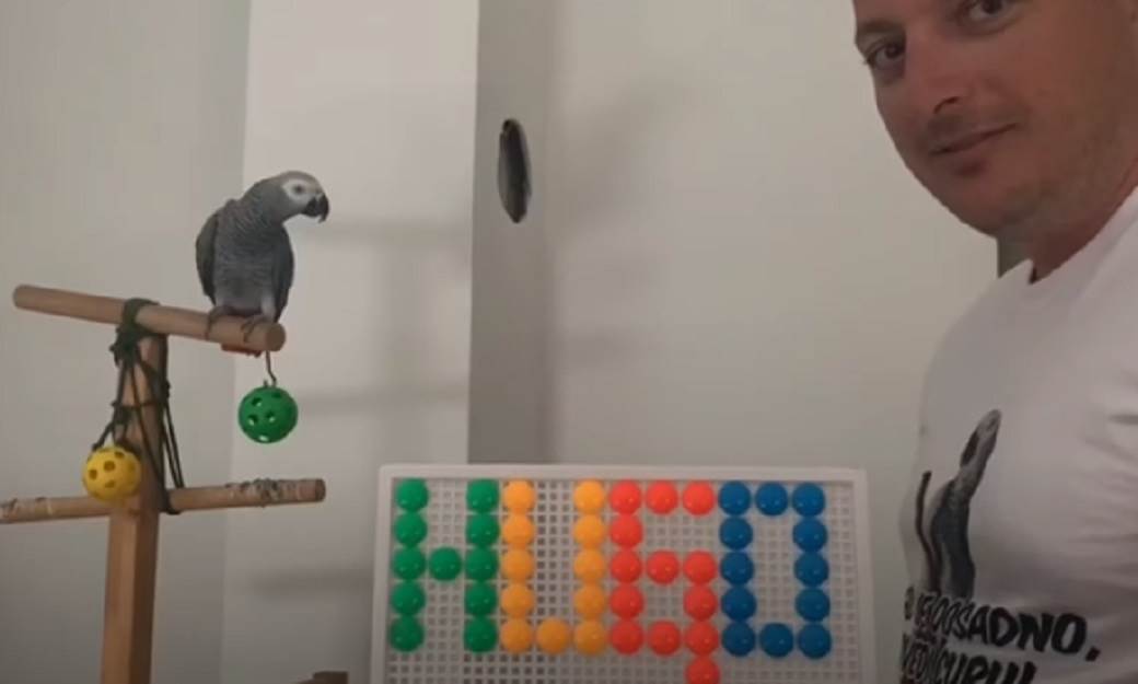 papagaj hugo split hrvatska hugo zako andrija gudelj video