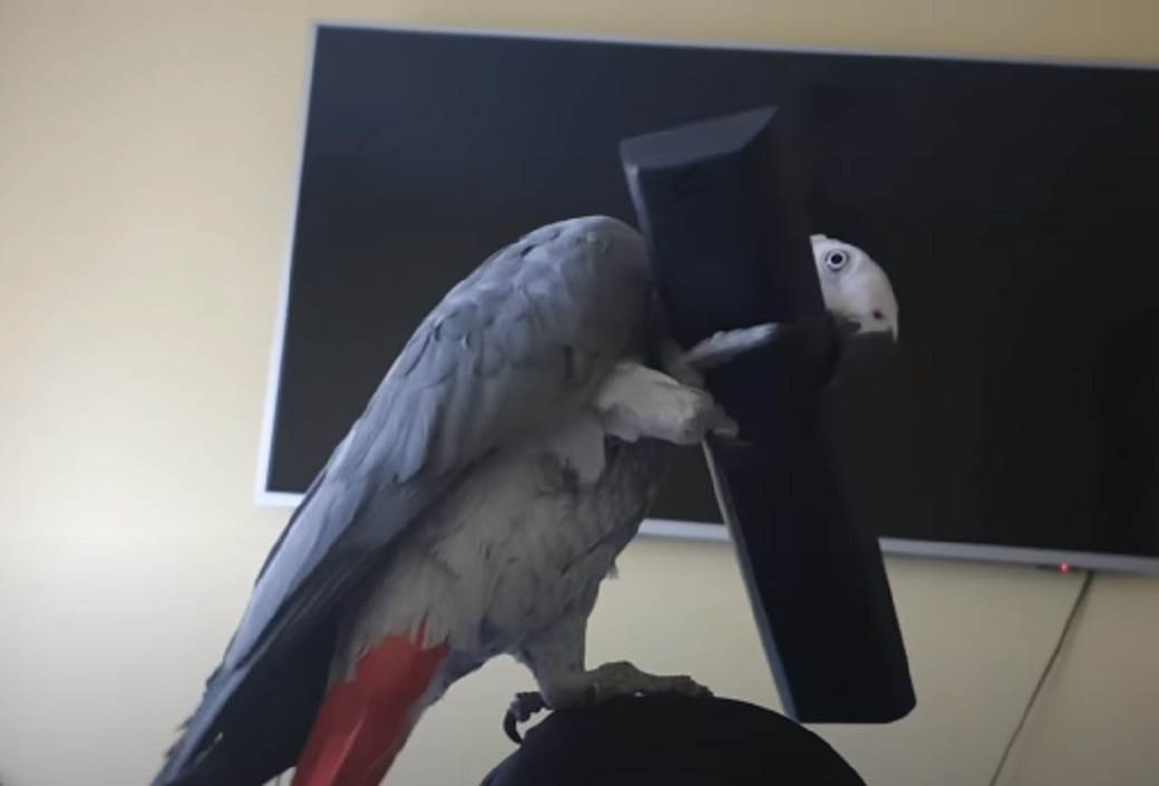 papagaj hugo split hrvatska hugo zako andrija gudelj video