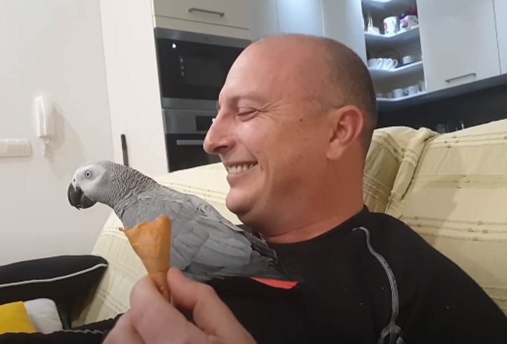 papagaj hugo split hrvatska hugo zako andrija gudelj video