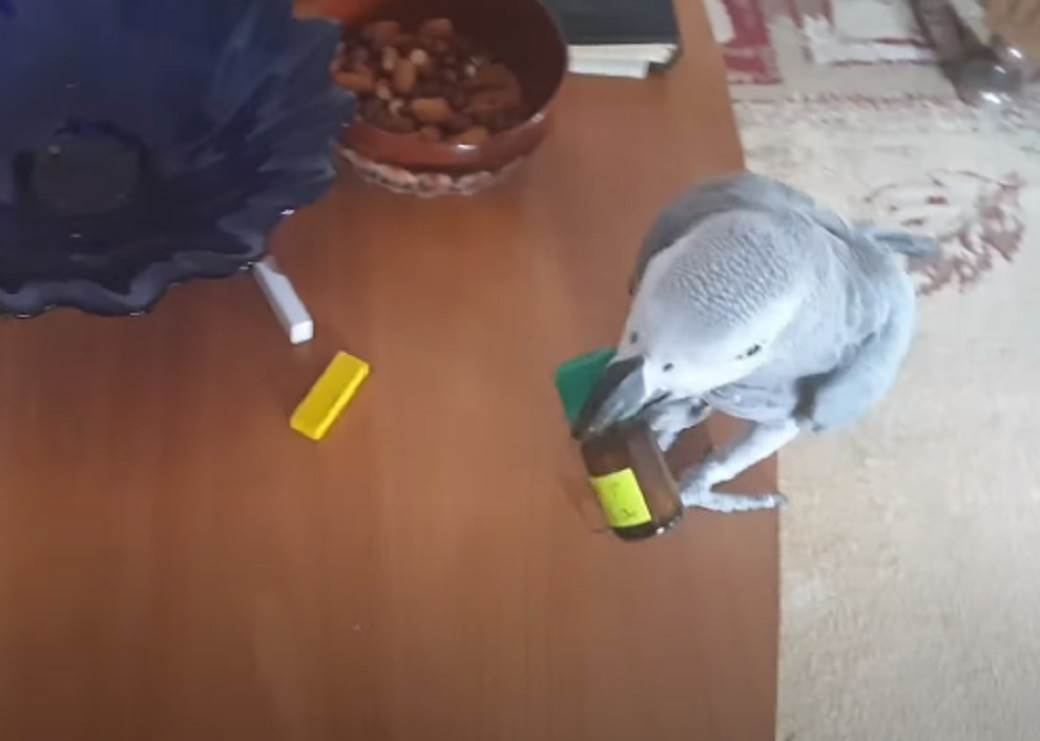 papagaj hugo split hrvatska hugo zako andrija gudelj video