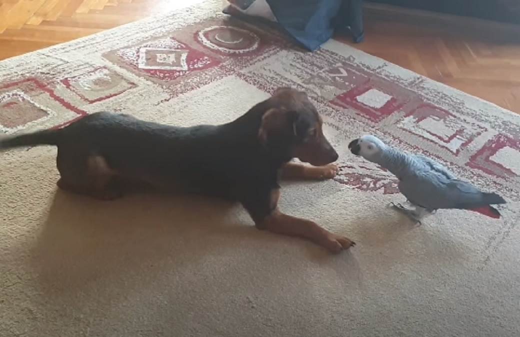 papagaj hugo split hrvatska hugo zako andrija gudelj video